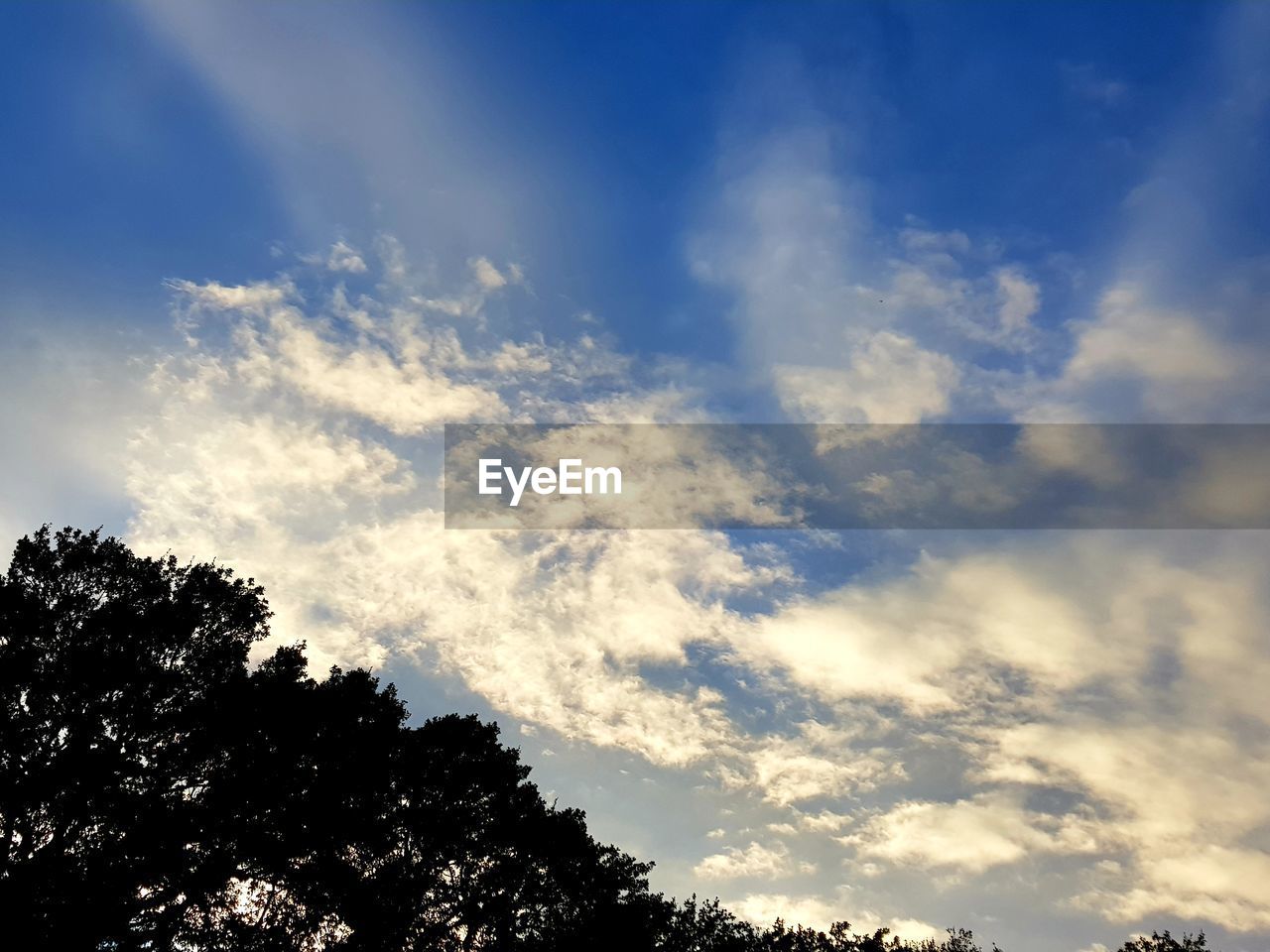 LOW ANGLE VIEW OF SILHOUETTE TREES AGAINST BLUE SKY