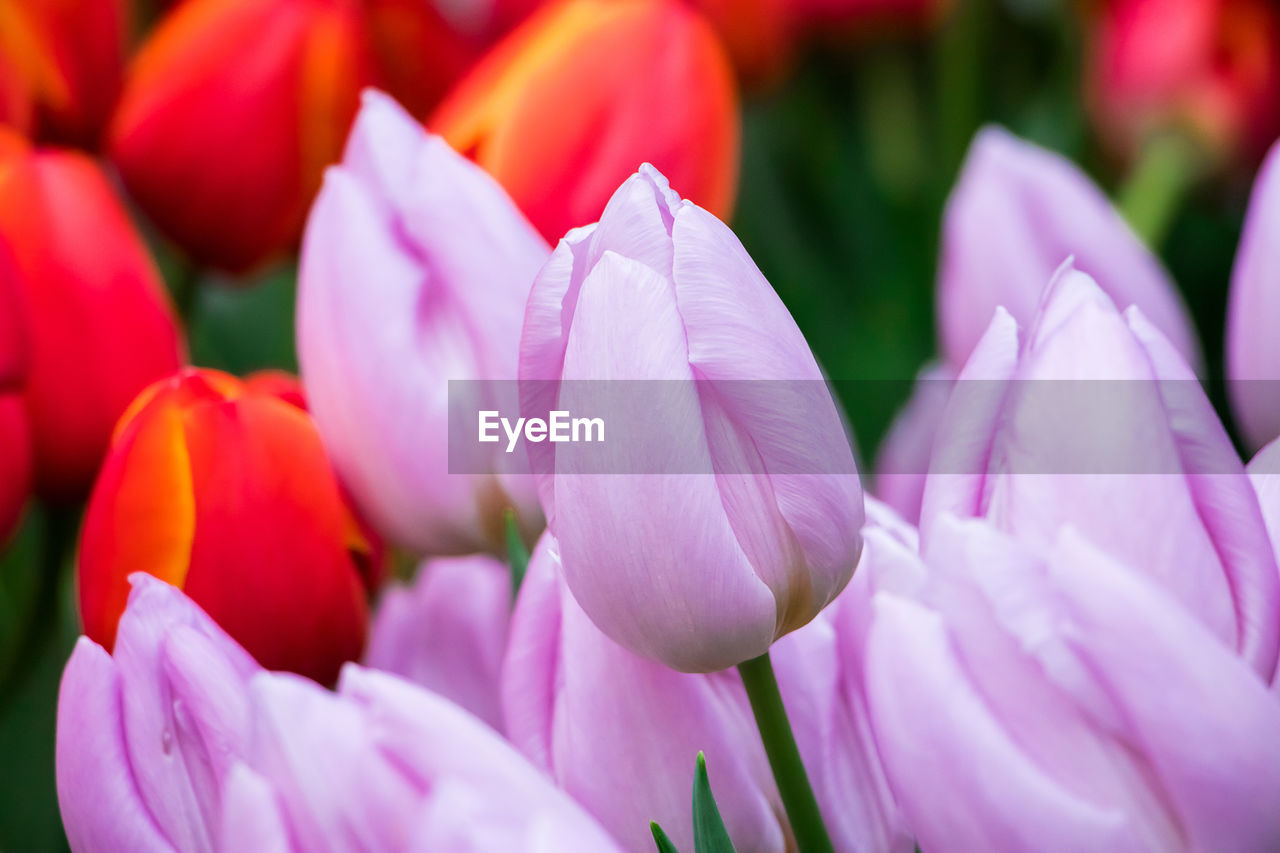 flower, flowering plant, plant, freshness, beauty in nature, pink, petal, close-up, tulip, nature, flower head, fragility, inflorescence, purple, no people, springtime, macro photography, blossom, growth, vibrant color, multi colored, flowerbed, outdoors, selective focus, magenta, focus on foreground, ornamental garden, backgrounds