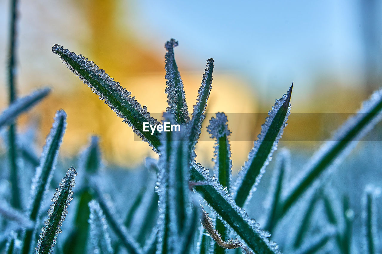 Close-up of frost on plant