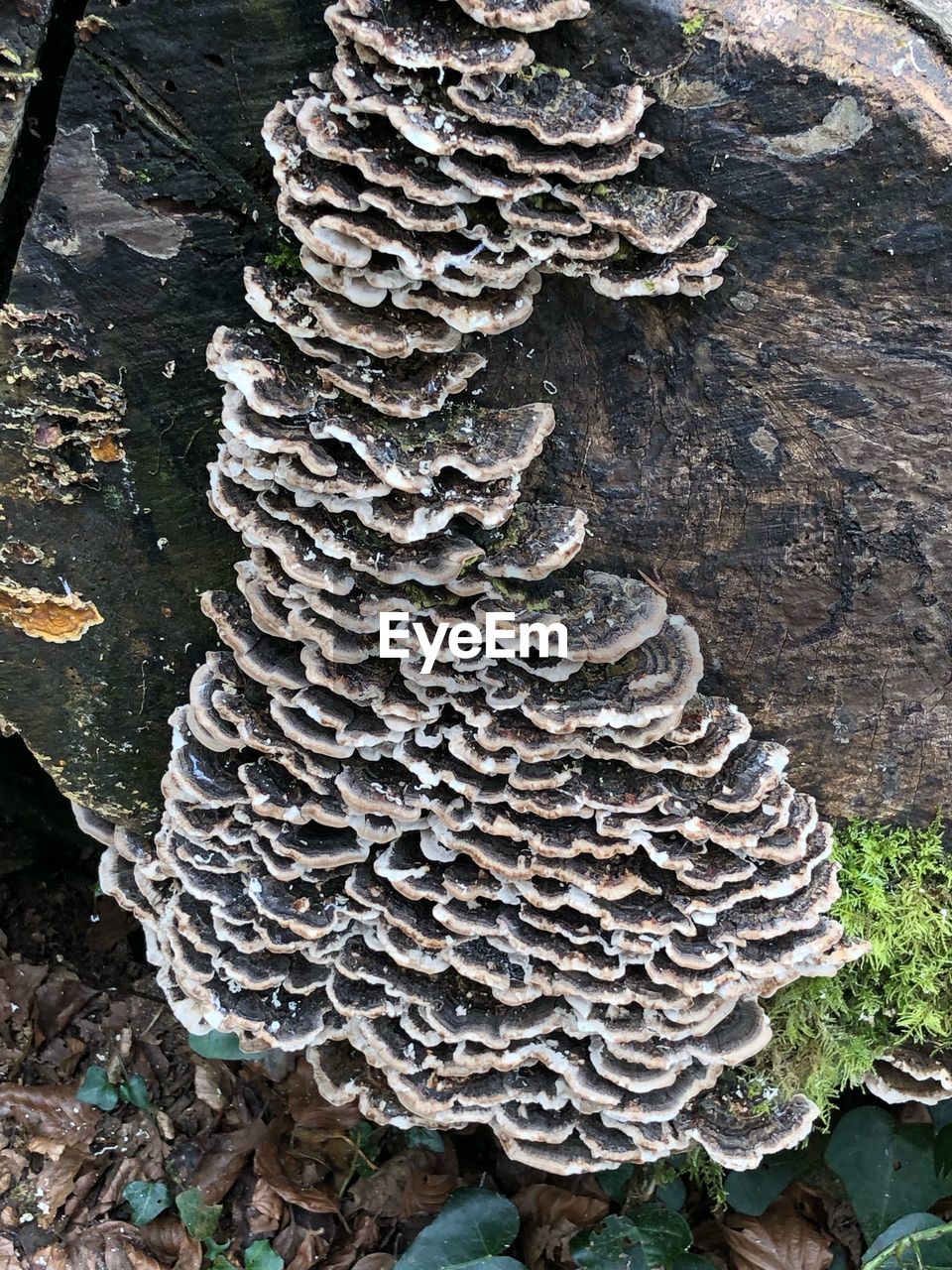 CLOSE-UP OF MUSHROOMS GROWING ON LAND