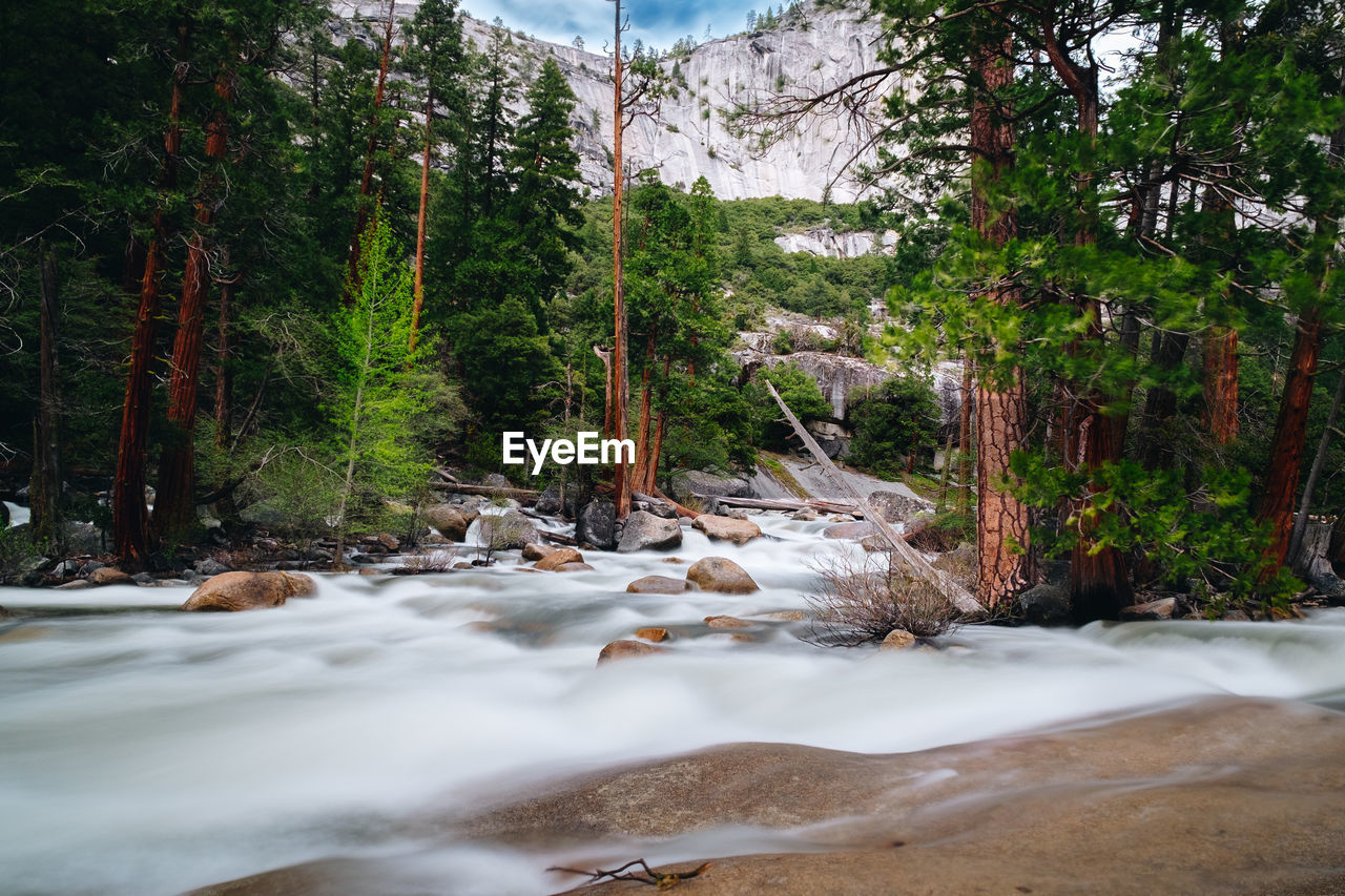 STREAM AMIDST TREES IN FOREST