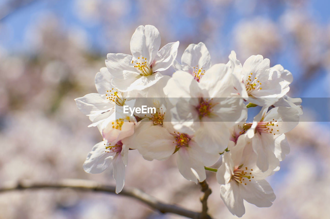 CLOSE-UP OF CHERRY BLOSSOMS OUTDOORS
