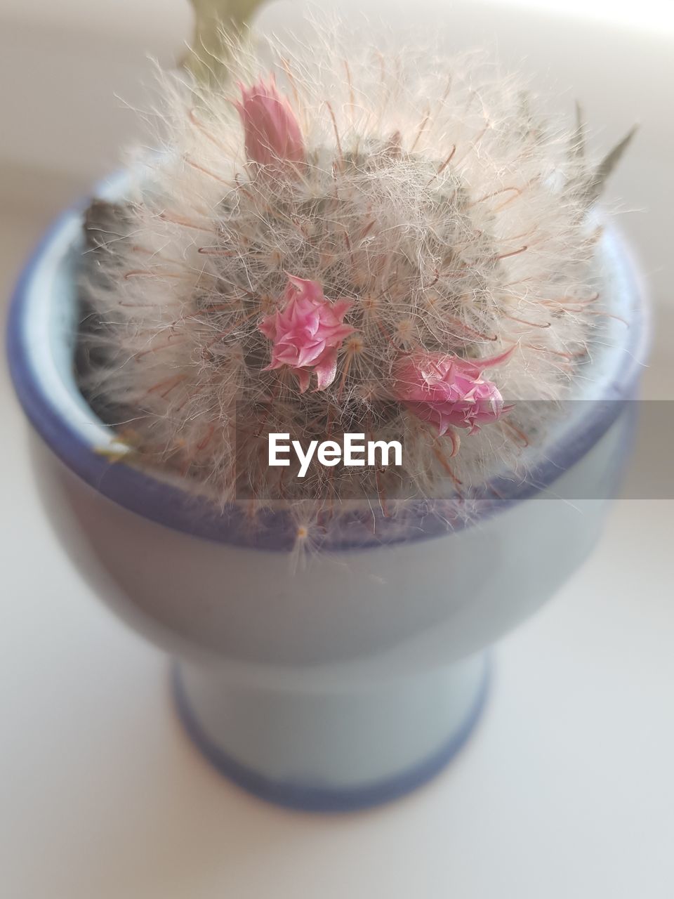 CLOSE-UP OF PINK FLOWER IN POT ON TABLE