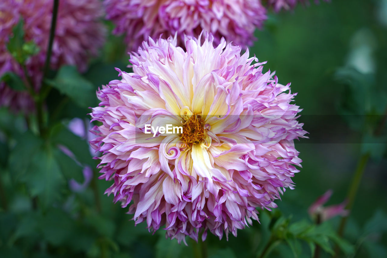 flower, flowering plant, plant, beauty in nature, freshness, close-up, flower head, petal, fragility, nature, purple, inflorescence, pink, growth, focus on foreground, animal wildlife, no people, aster, animal themes, animal, macro photography, outdoors, wildflower, botany, dahlia