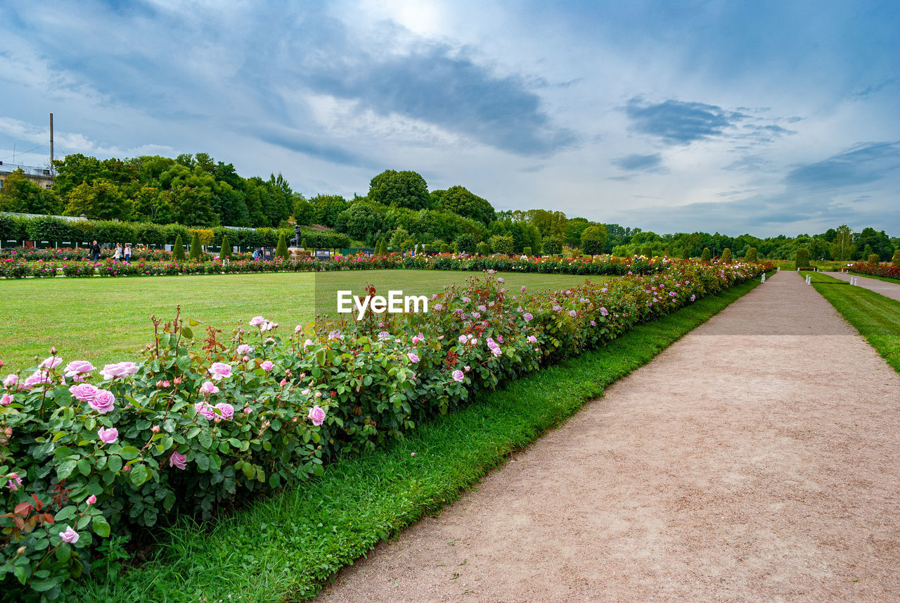 Scenic view of flowering plants against sky