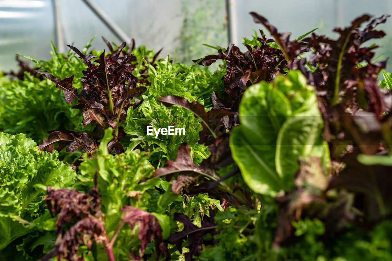 A close up view of organic green vegetables growing in a polythene tunnel in the uk