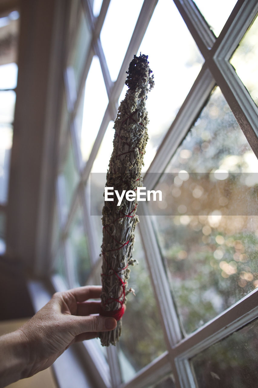 Cropped image of hand holding tied herb against window