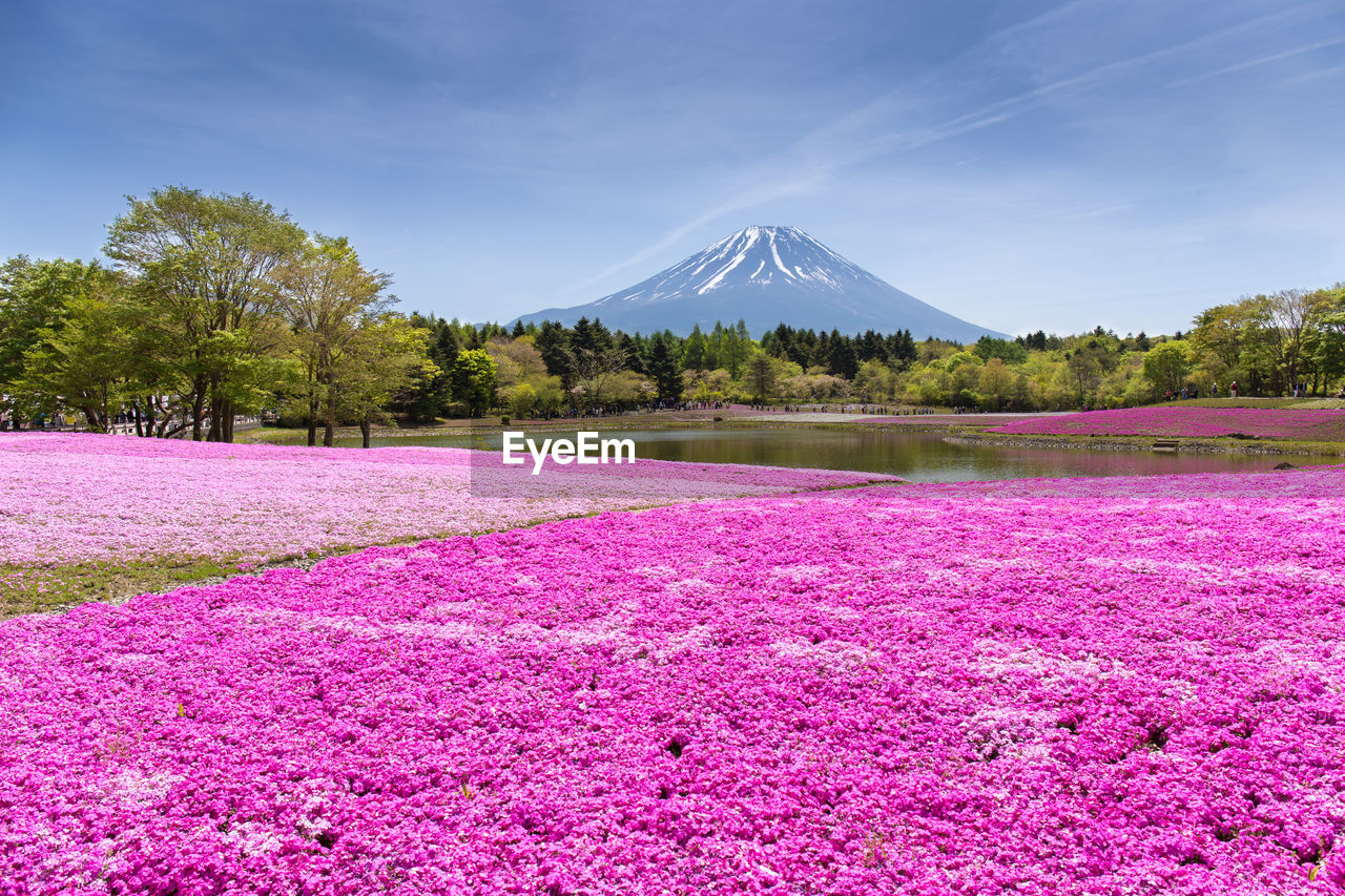 SCENIC VIEW OF PINK FLOWERING PLANTS AGAINST SKY