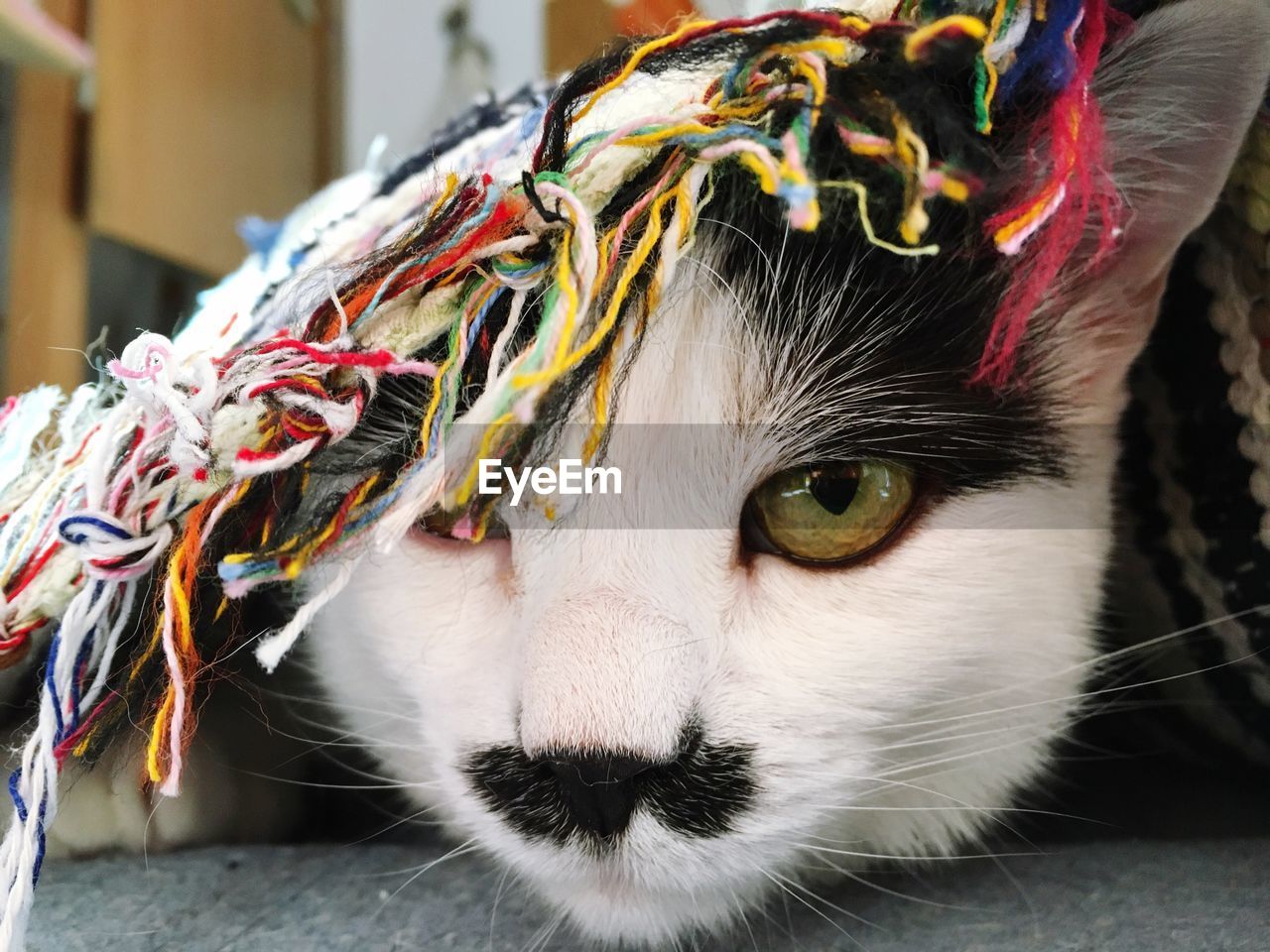 CLOSE-UP PORTRAIT OF A CAT WITH EYES