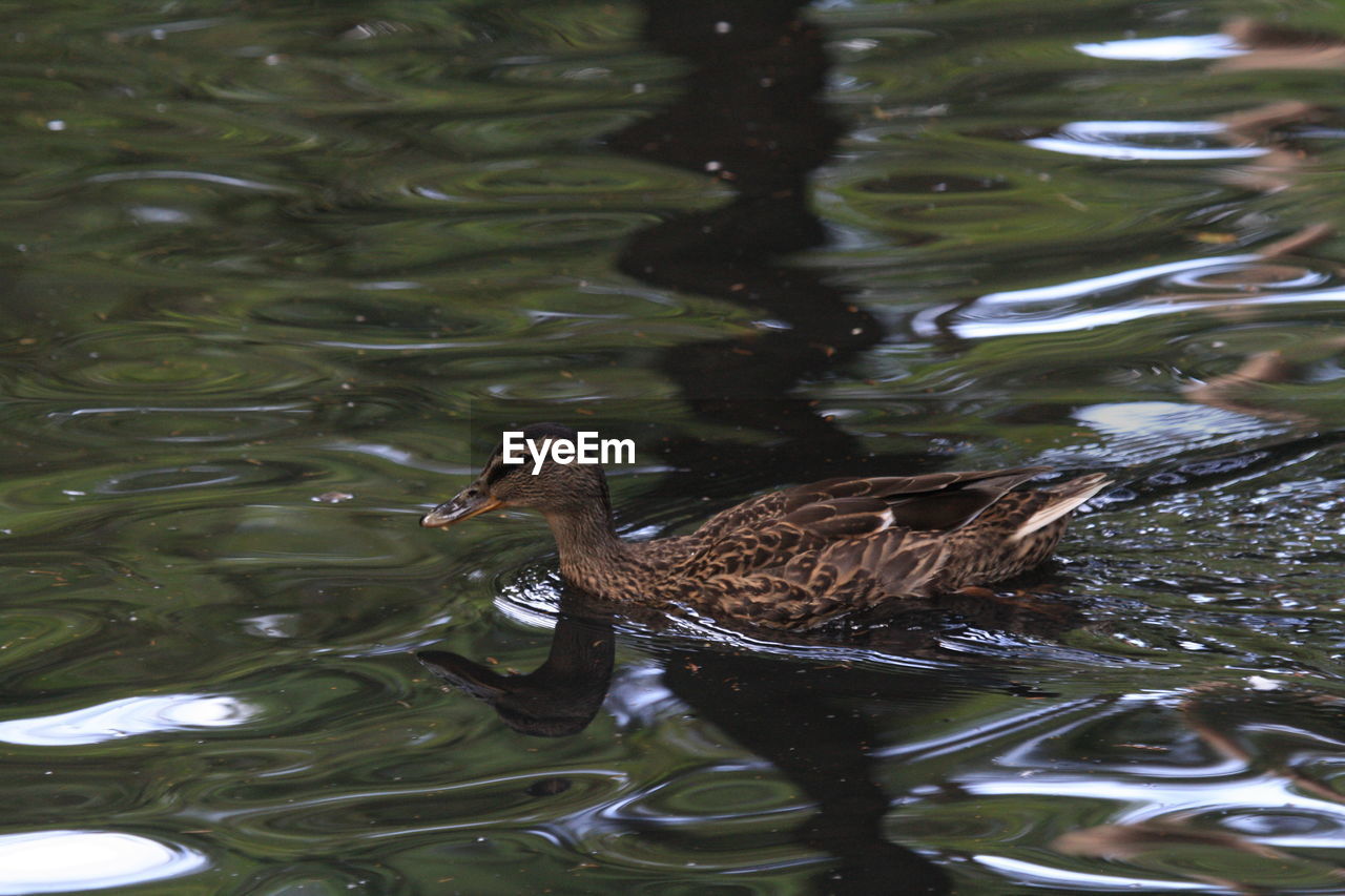 BIRD SWIMMING IN LAKE