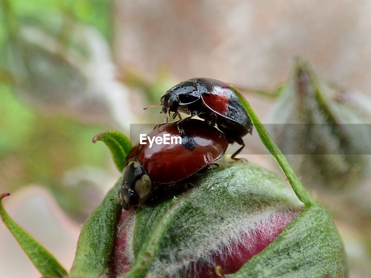 Close-up of ladybugs