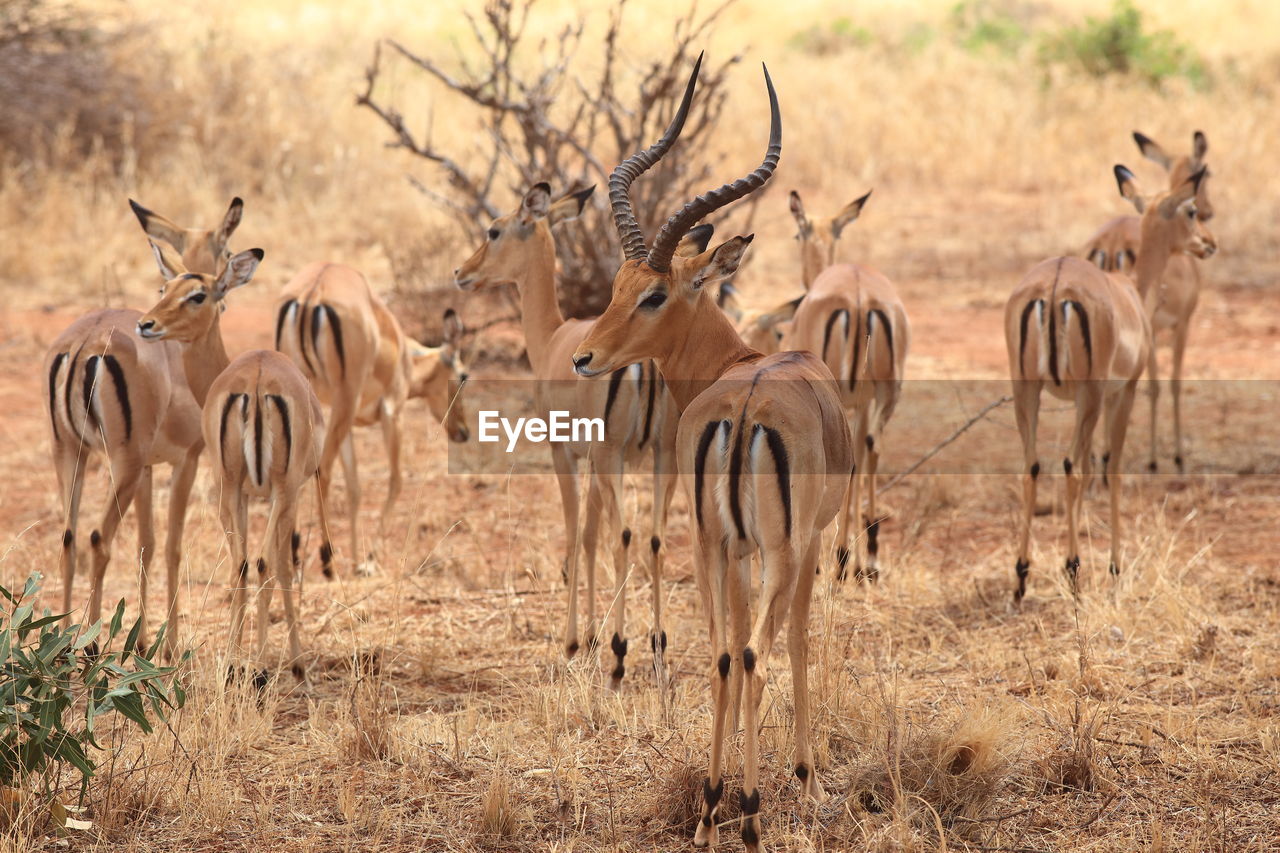 Herd of impala on field