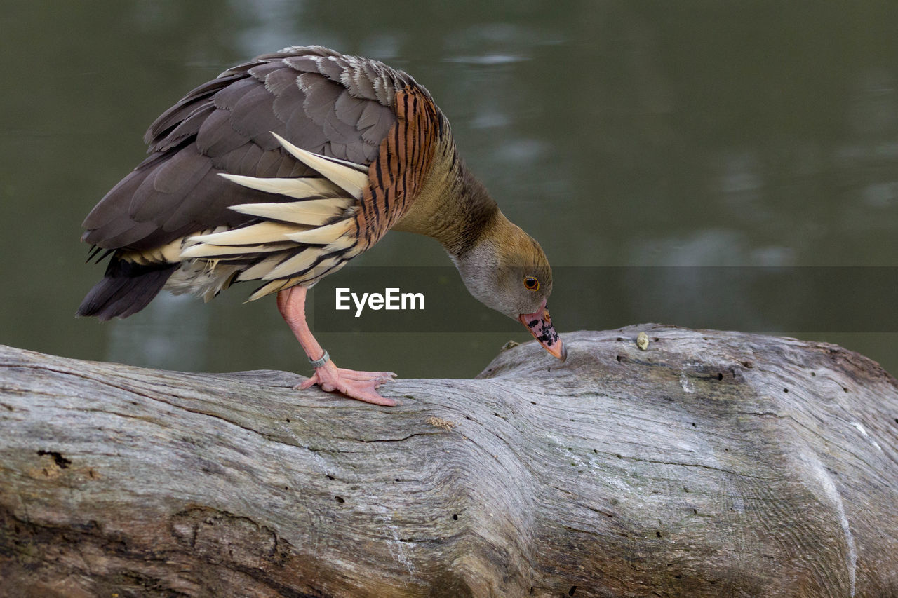 Close-up of duck perching on wood by lake