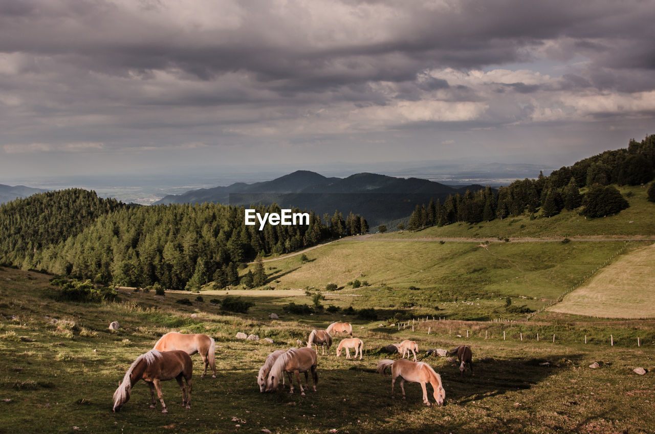 Horses grazing on landscape by mountains against cloudy sky