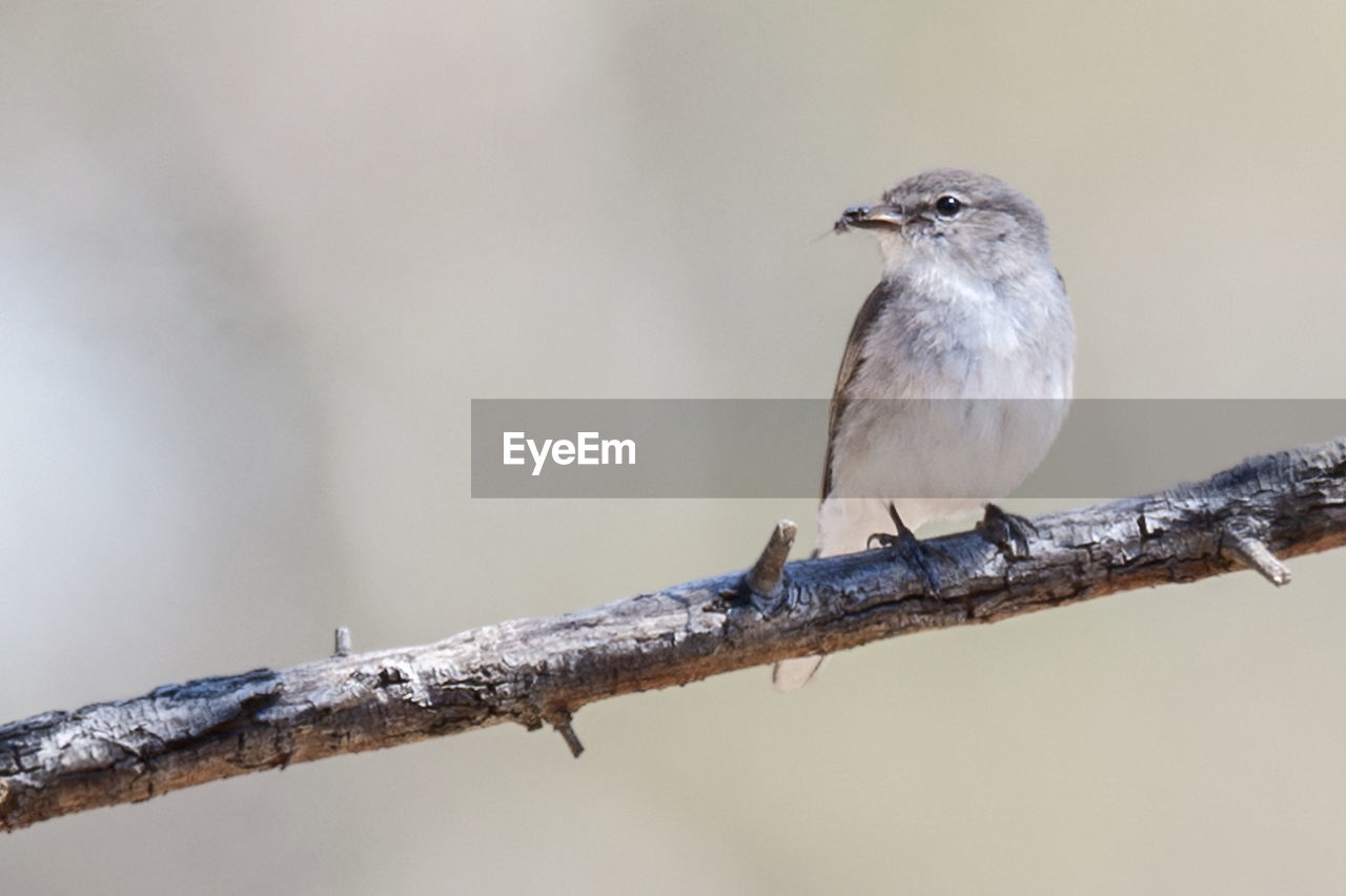 Close-up of bird perching on branch