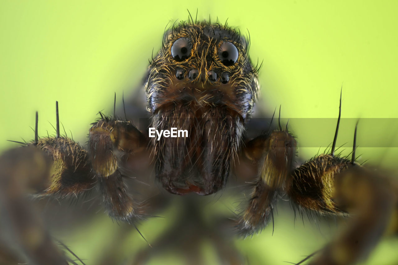 CLOSE-UP OF SPIDER ON LEAF