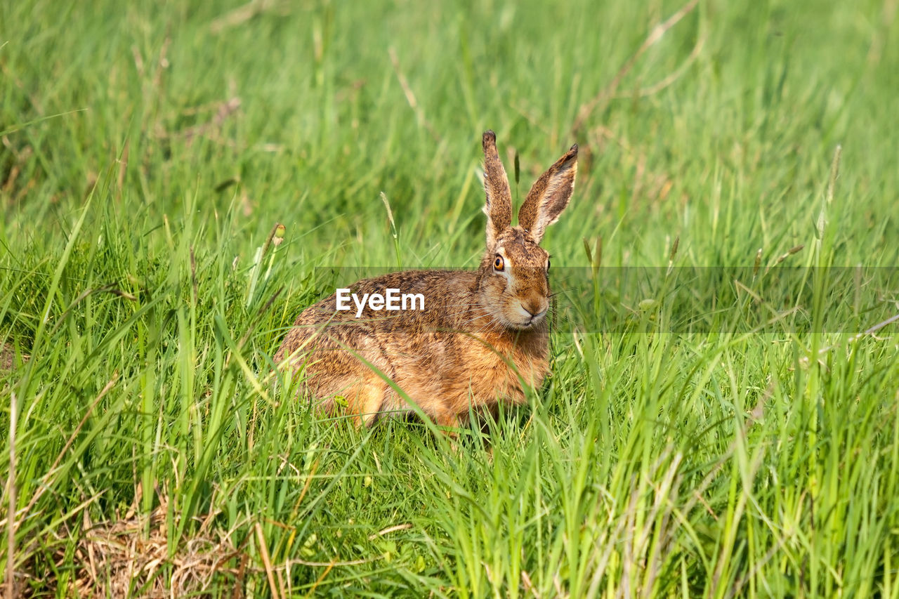 European hare looking sketchily out of a meadow with high lush grass