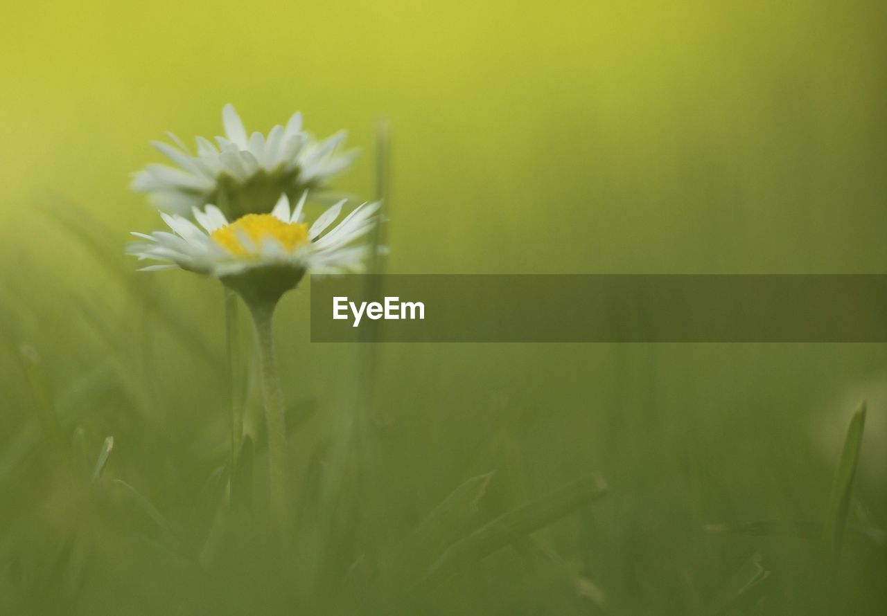 Daisy flowers blooming in field