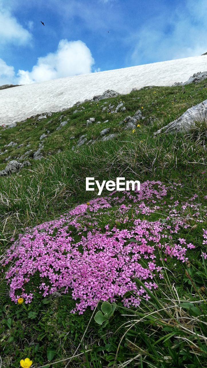 VIEW OF PURPLE FLOWERING PLANTS ON LAND