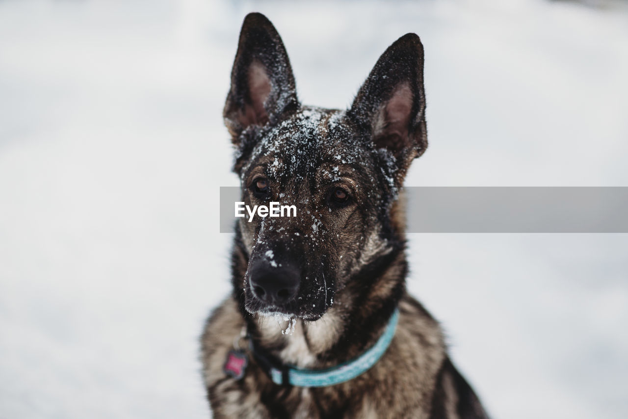 Dog looking away in snow