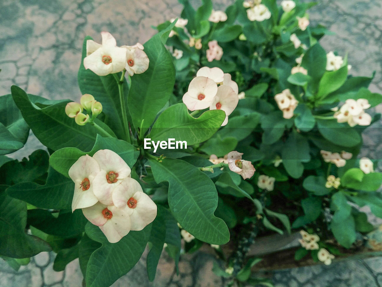 CLOSE-UP OF FLOWERS BLOOMING