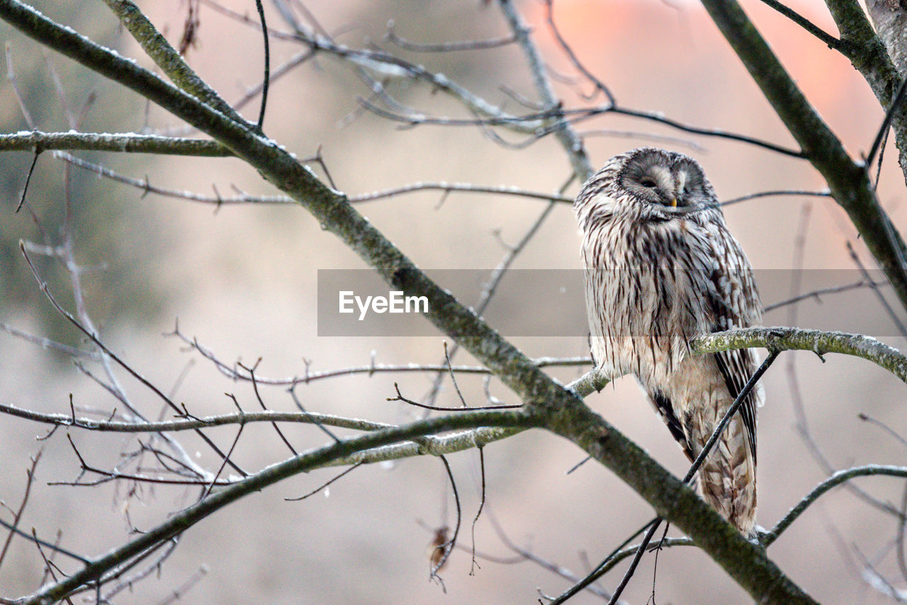 Owl perching on branch