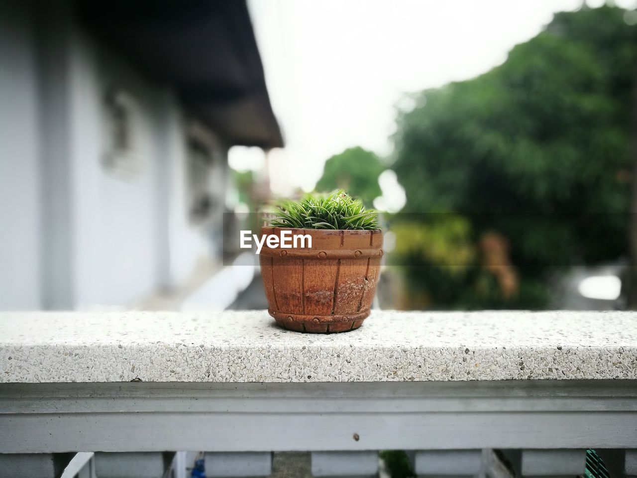 POTTED PLANT ON RETAINING WALL