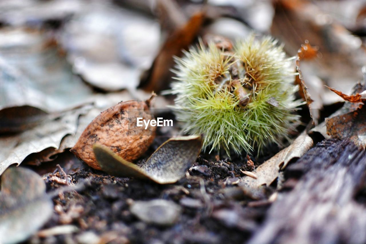 Close-up of chestnuts on field