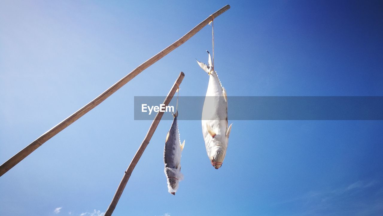 CLOSE-UP OF FISH HANGING AGAINST BLUE SKY