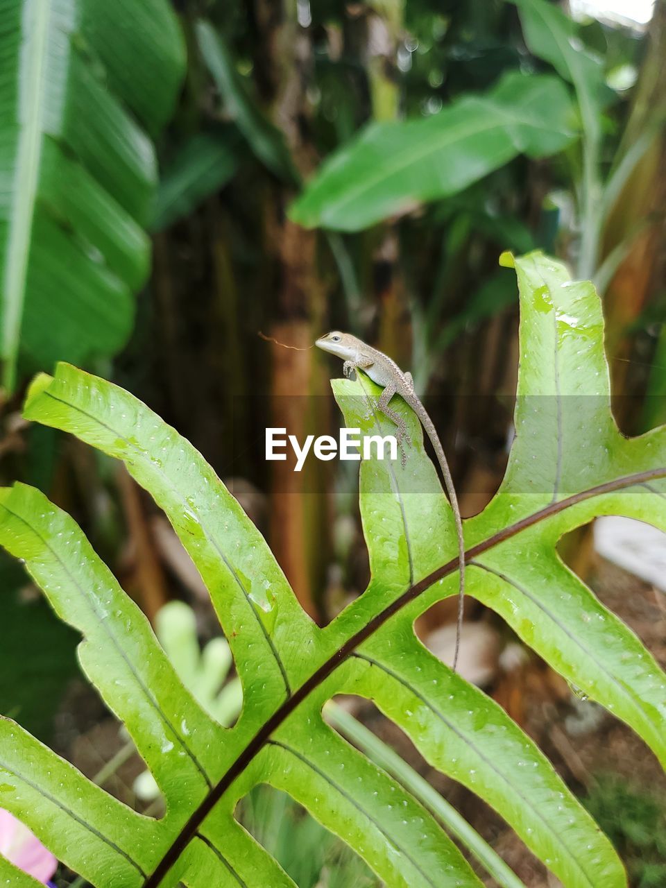 CLOSE-UP OF A PLANT