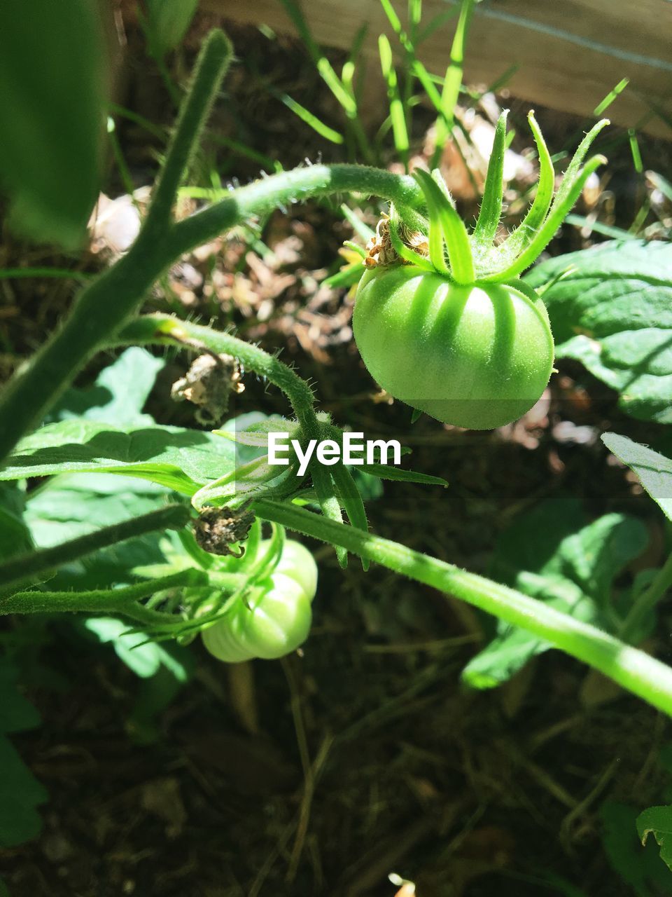 CLOSE-UP OF FRESH GREEN PLANT