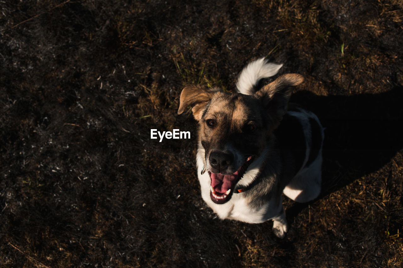 PORTRAIT OF DOG LYING ON FIELD