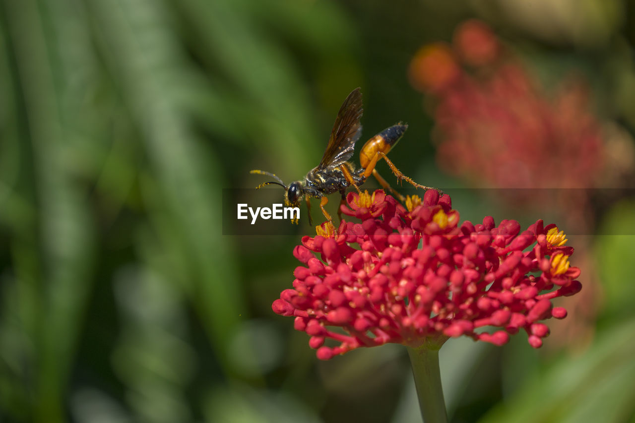 Close-up of wasp on red flower