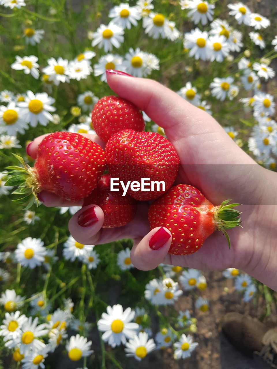 CLOSE-UP OF HAND HOLDING STRAWBERRIES IN RED ROSE