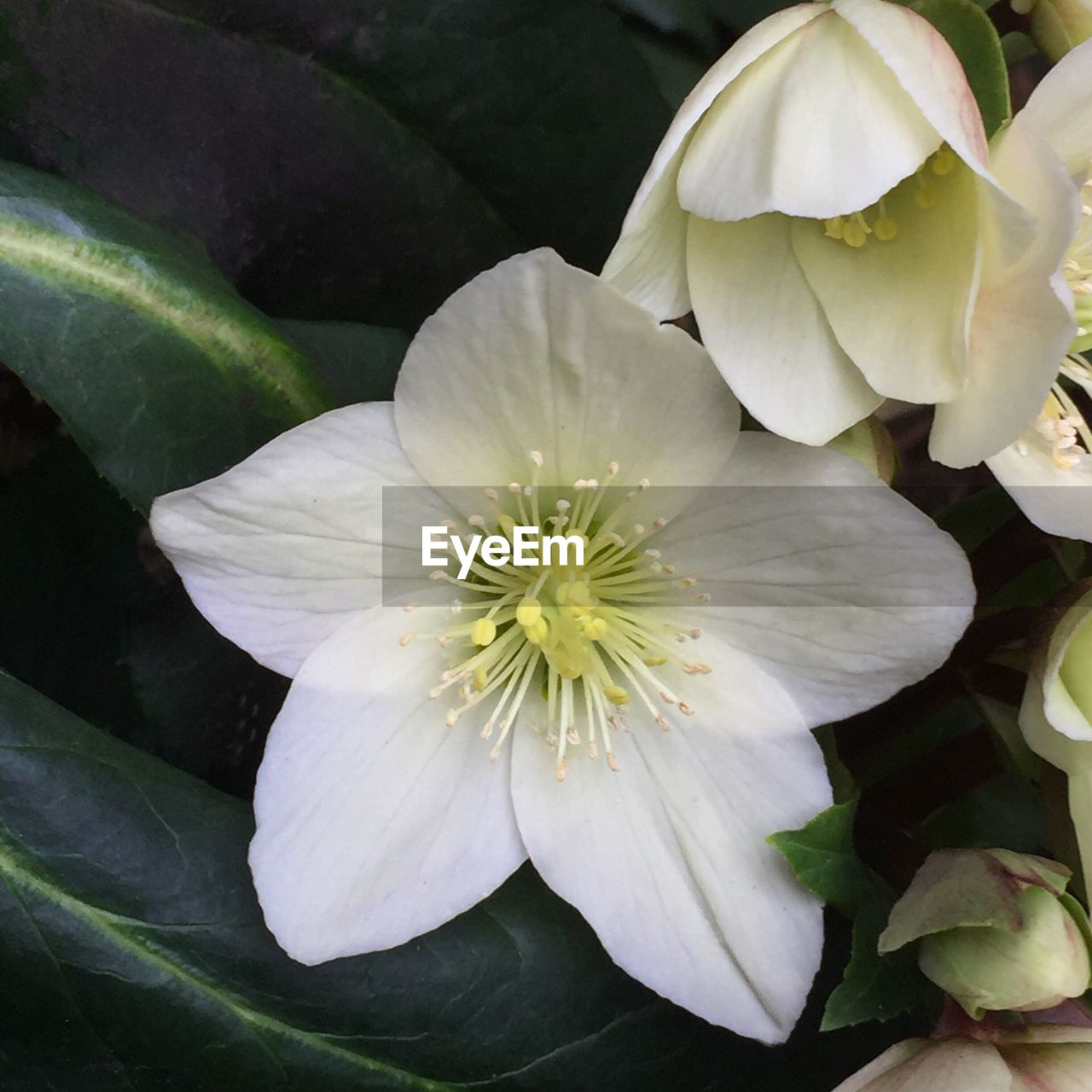 CLOSE-UP OF WHITE FLOWER