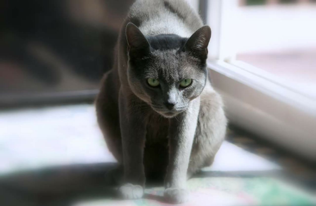 CLOSE-UP PORTRAIT OF CAT SITTING