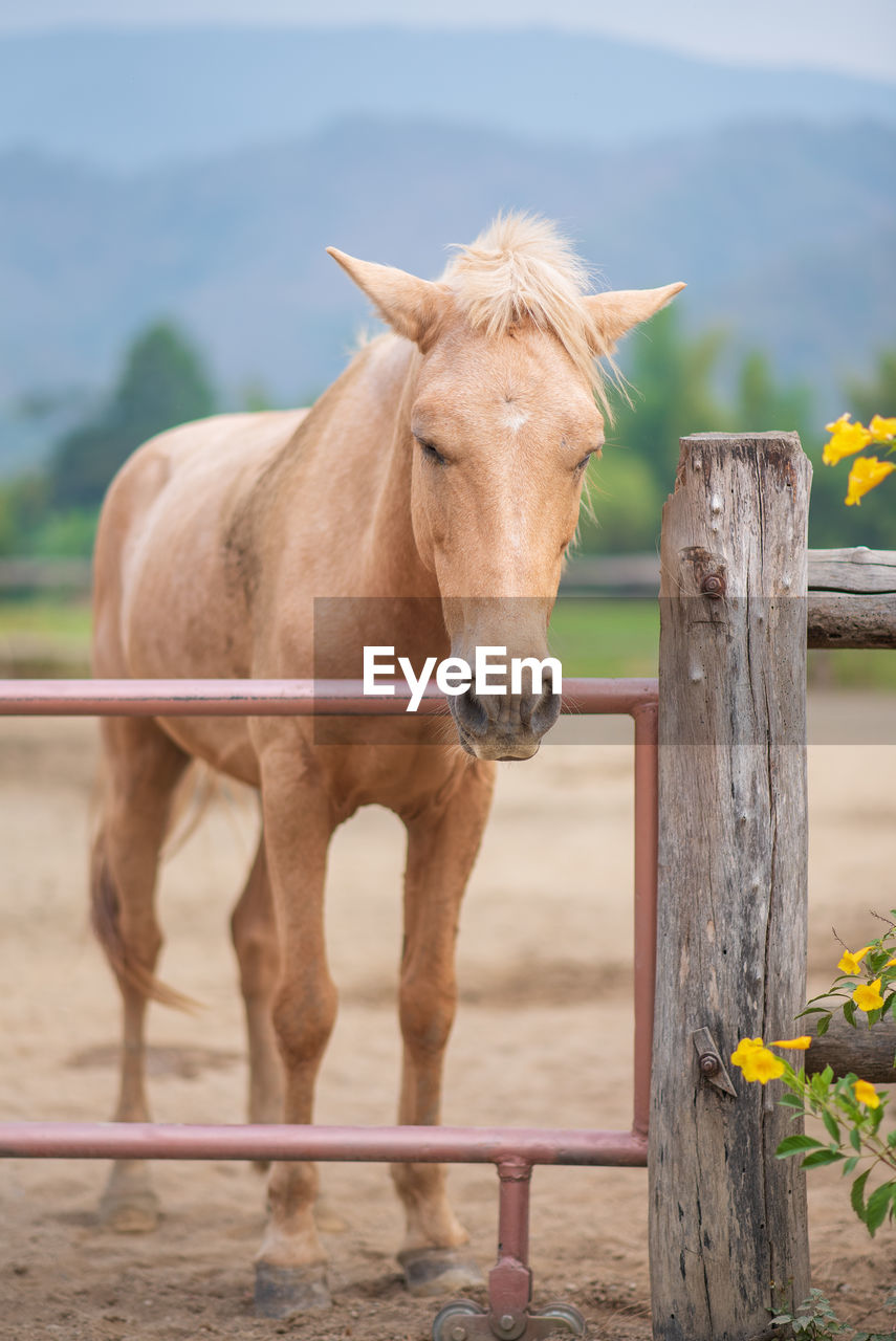 HORSE STANDING IN RANCH AGAINST FENCE