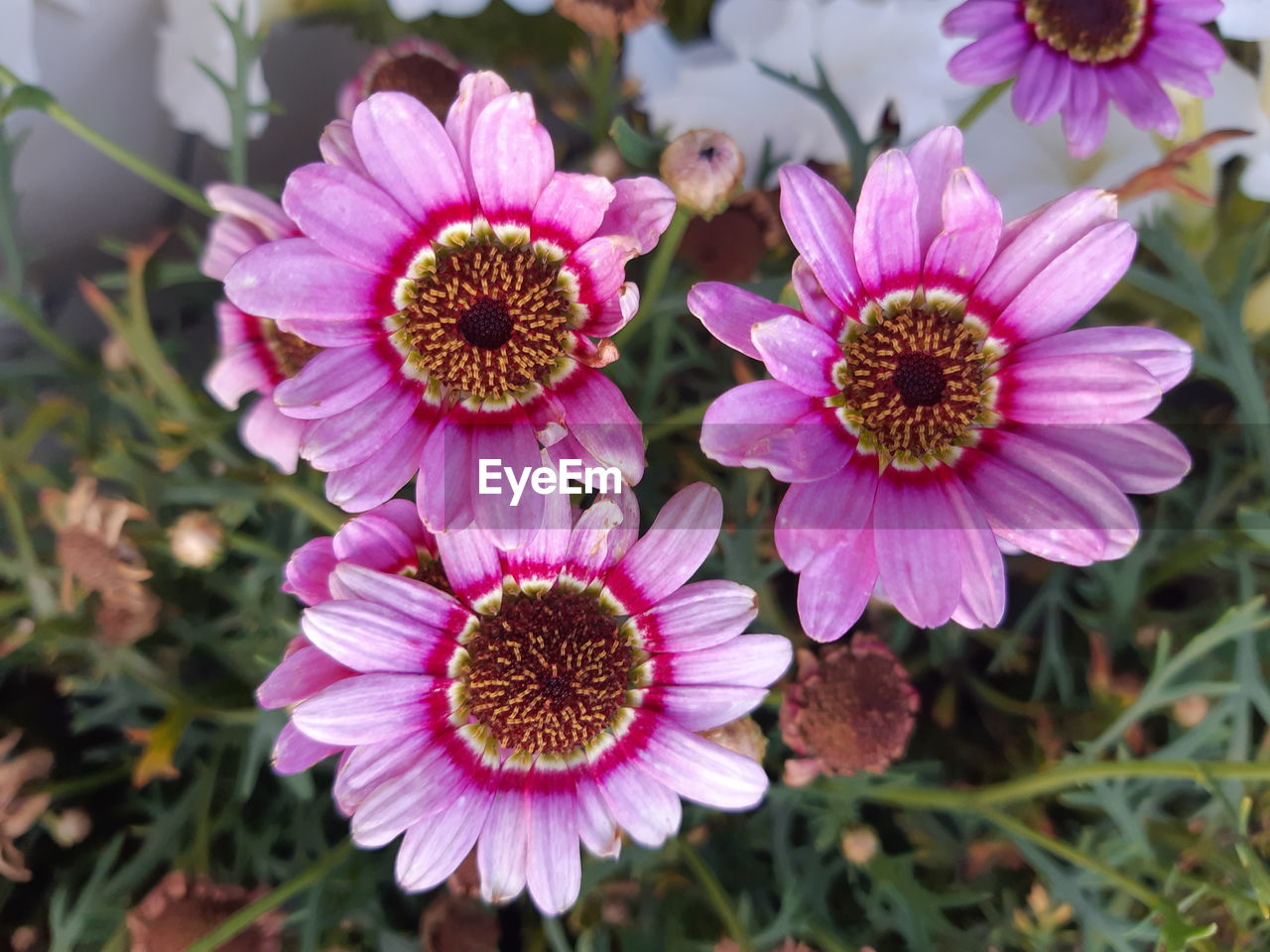 Close-up of pink flower in park