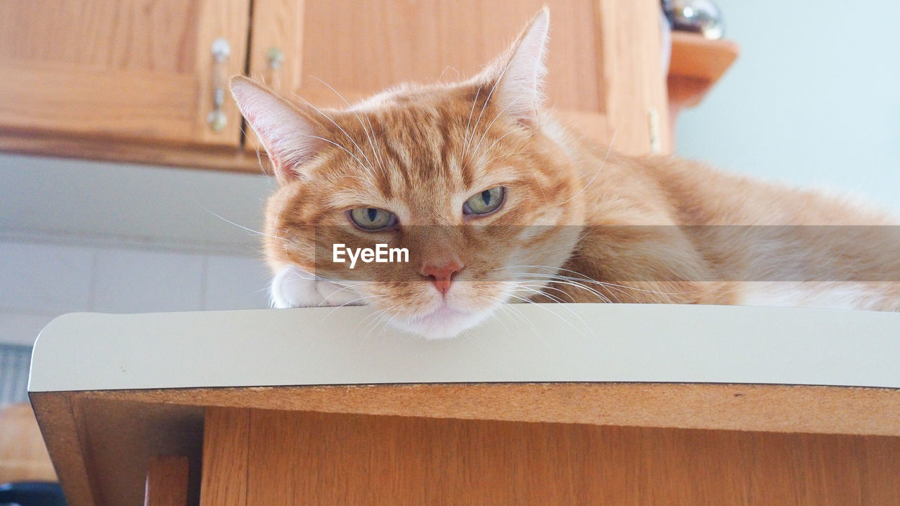 PORTRAIT OF CAT ON TABLE