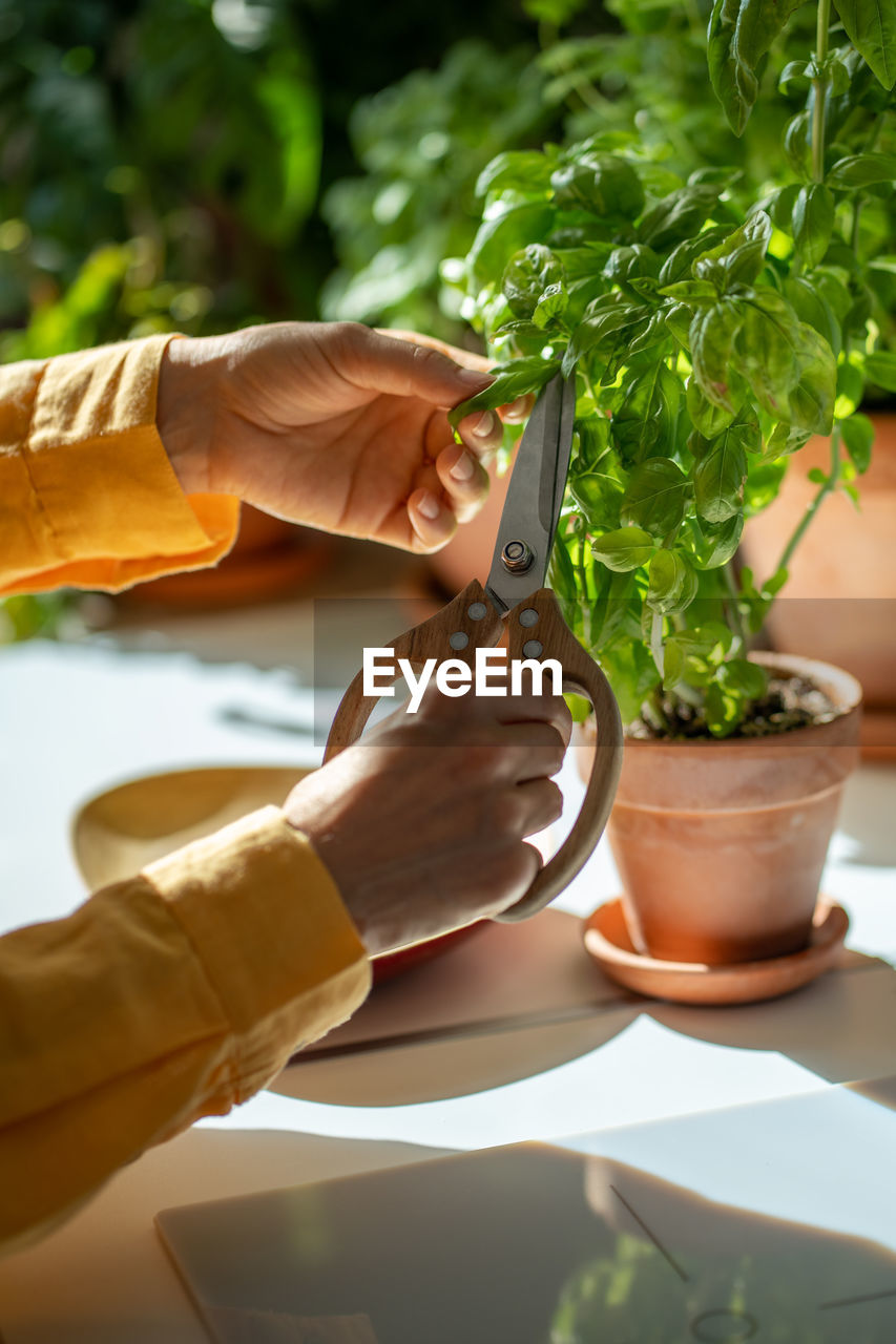 cropped hand of man holding plant