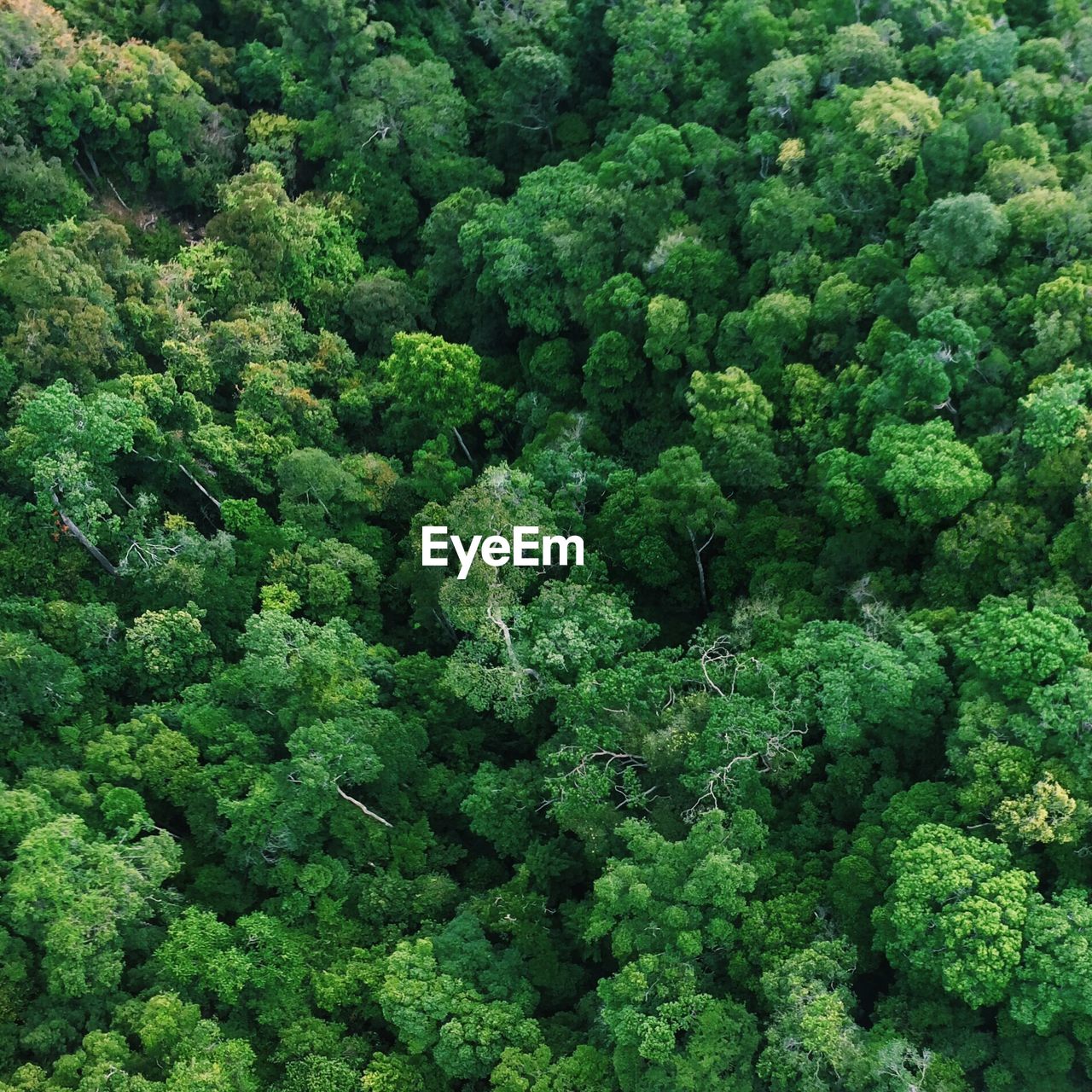 Aerial view of rainforest