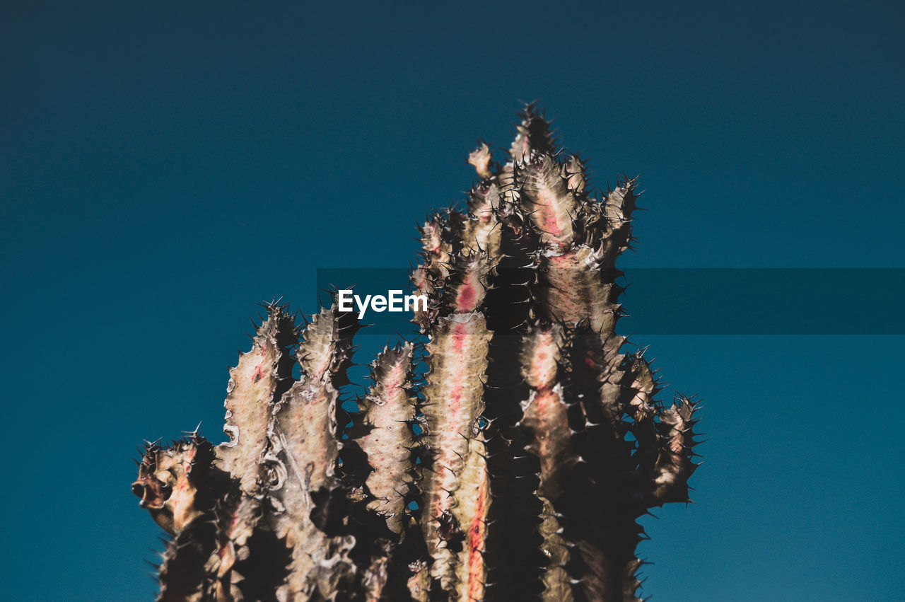 LOW ANGLE VIEW OF TREE AGAINST BLUE SKY