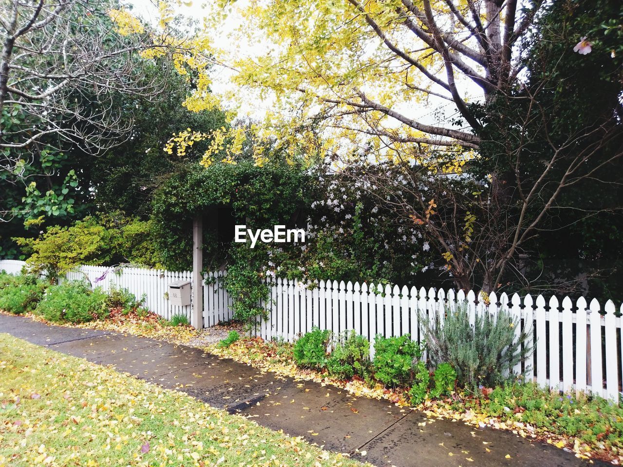 VIEW OF FLOWERING PLANTS AND FENCE AGAINST WALL