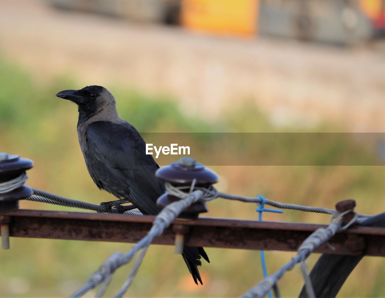 Close-up of male crow bird perching on light poly
black house and domestic crow background