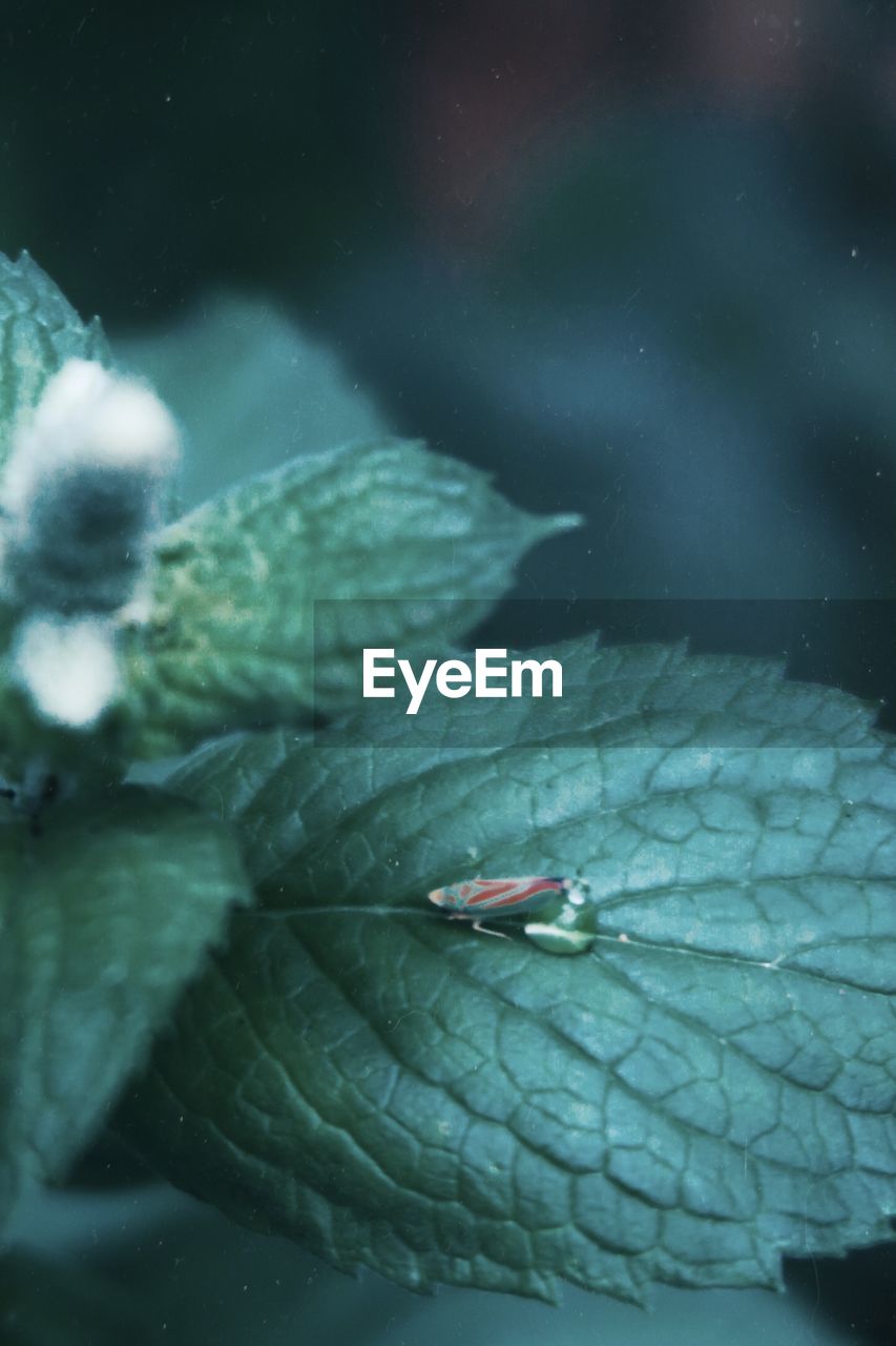 CLOSE-UP OF INSECT ON PLANT