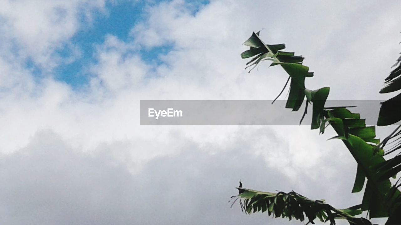 LOW ANGLE VIEW OF PLANT AGAINST SKY