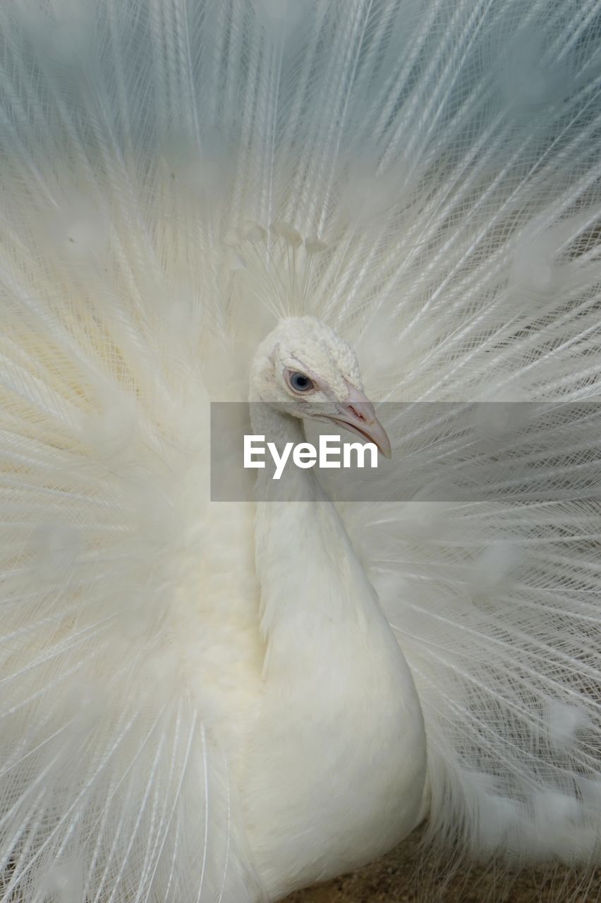 Close-up of an albino peacock