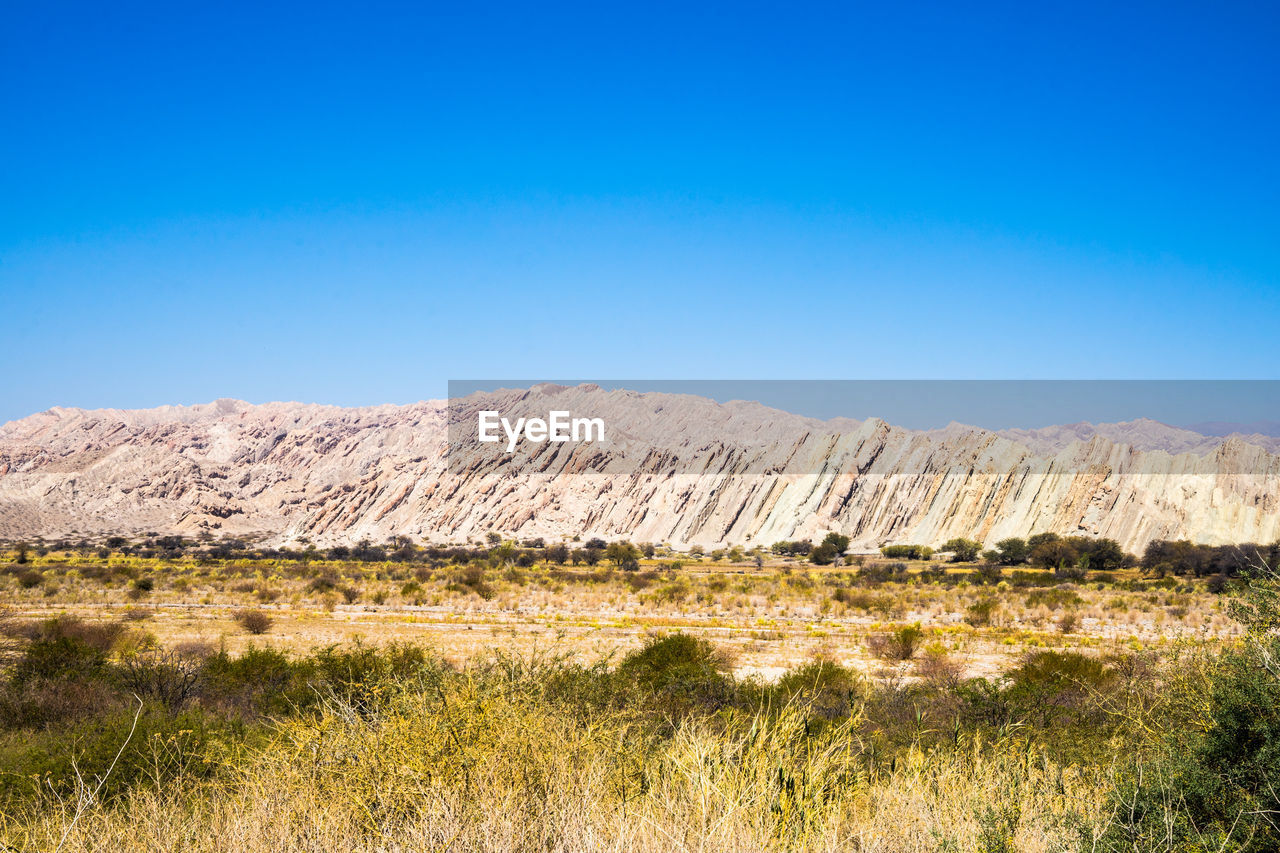 Scenic view of field against clear blue sky