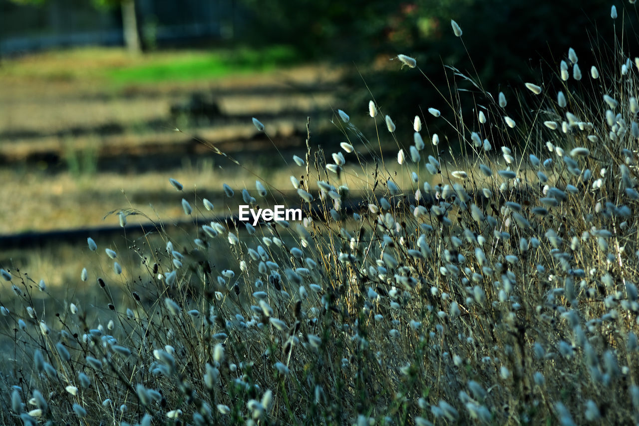 nature, grass, plant, leaf, sunlight, water, flower, no people, frost, green, focus on foreground, growth, day, field, land, beauty in nature, close-up, selective focus, outdoors, wet, reflection, tranquility, morning, tree, freshness, drop, lawn, autumn