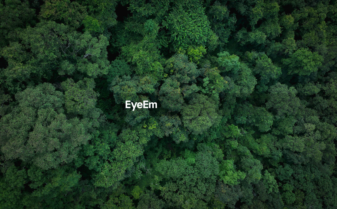 Aerial top view of green trees in forest. drone view of dense green tree captures co2. green tree